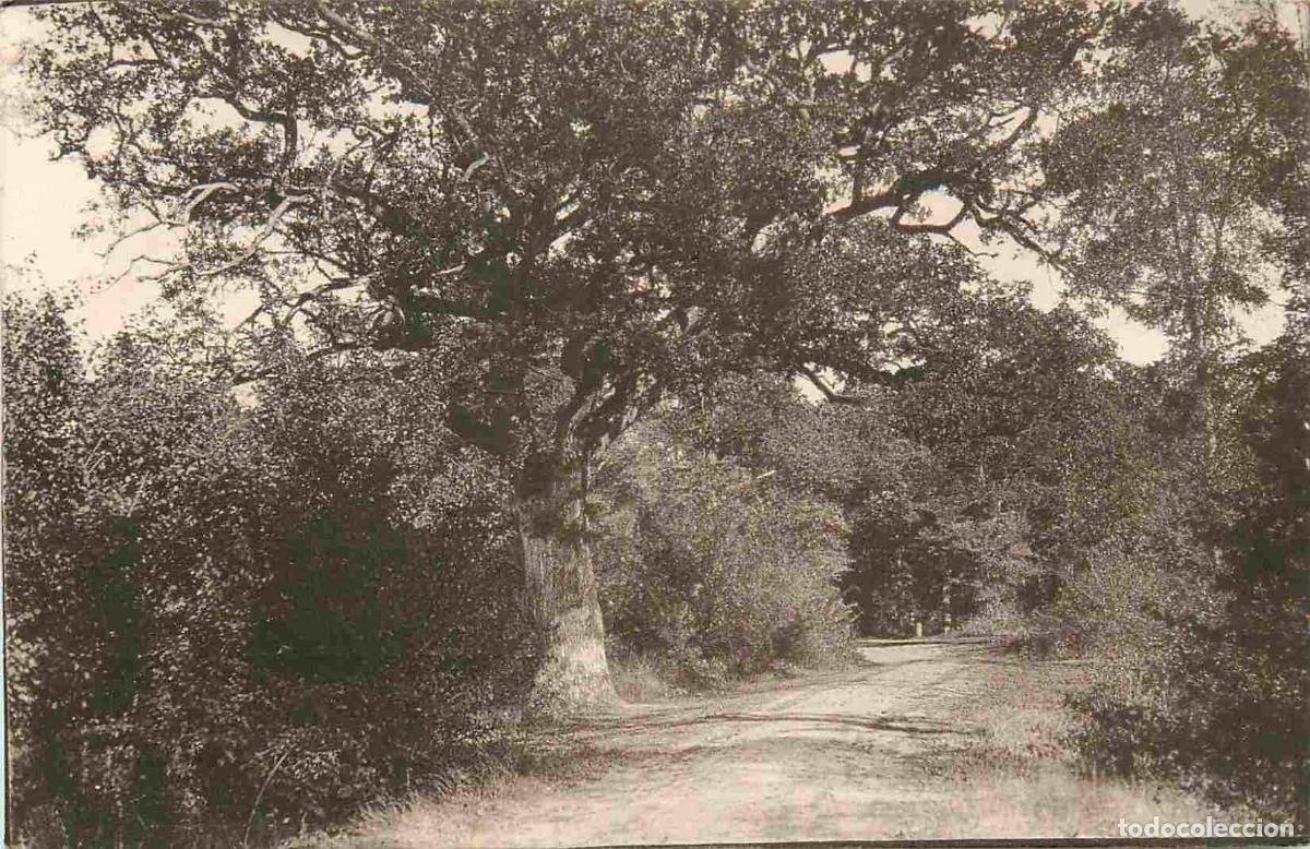 Postkarten: France - 91 - Brunoy - En For&ecirc;t - CPA - Voir Scans Recto-Verso