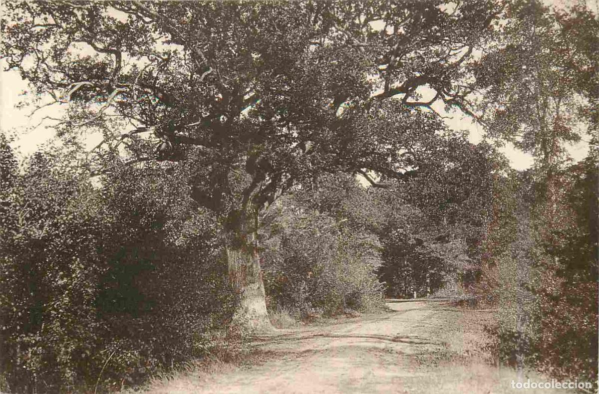 Postkarten: France - 91 - Brunoy - En For&ecirc;t - CPA - Voir Scans Recto-Verso