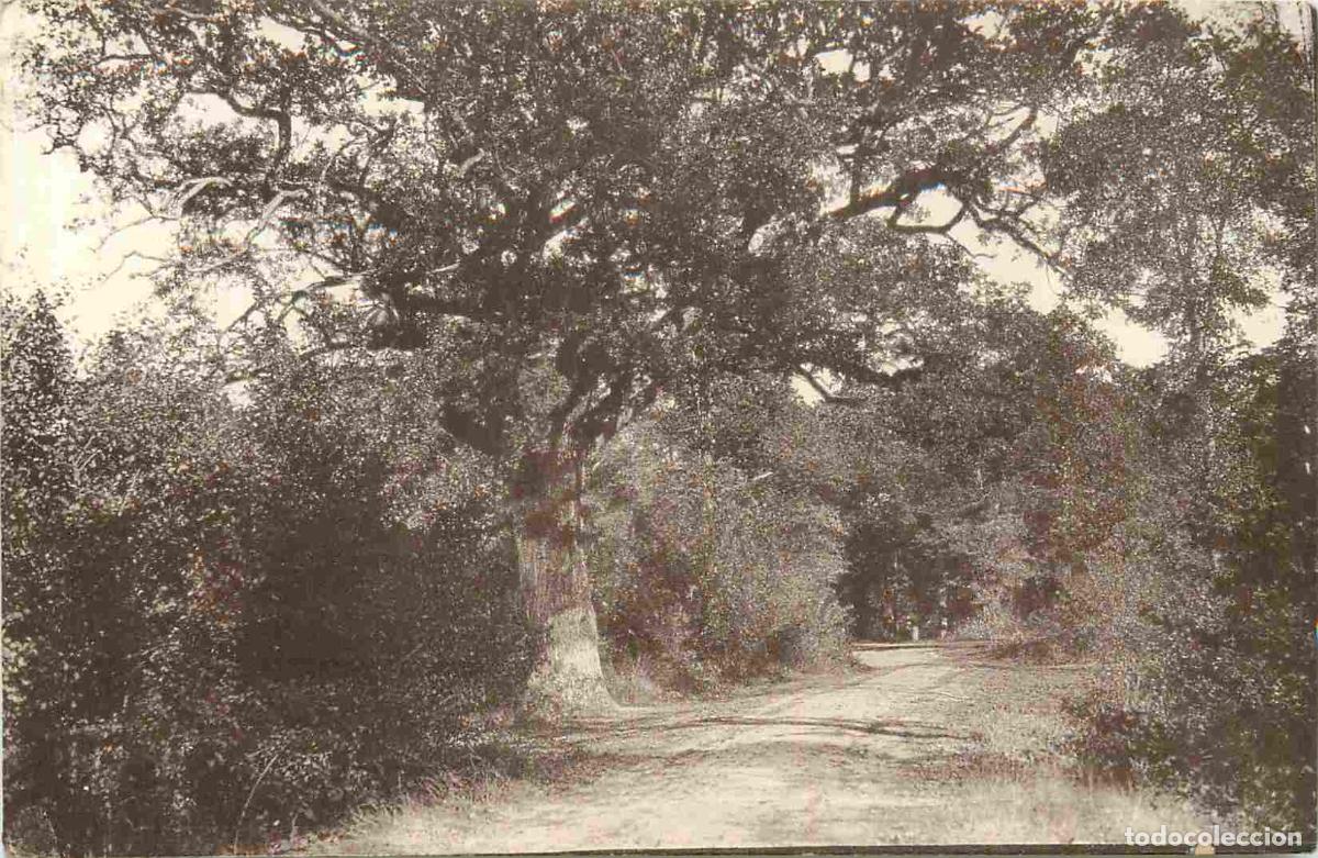 Postkarten: France - 91 - Brunoy - En For&ecirc;t - CPA - Voir Scans Recto-Verso