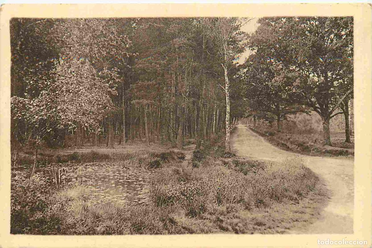 Postkarten: France - 91 - Brunoy - Un coin de la For&ecirc;t de S&eacute;nart - CPA - Voir Scans Recto-Verso
