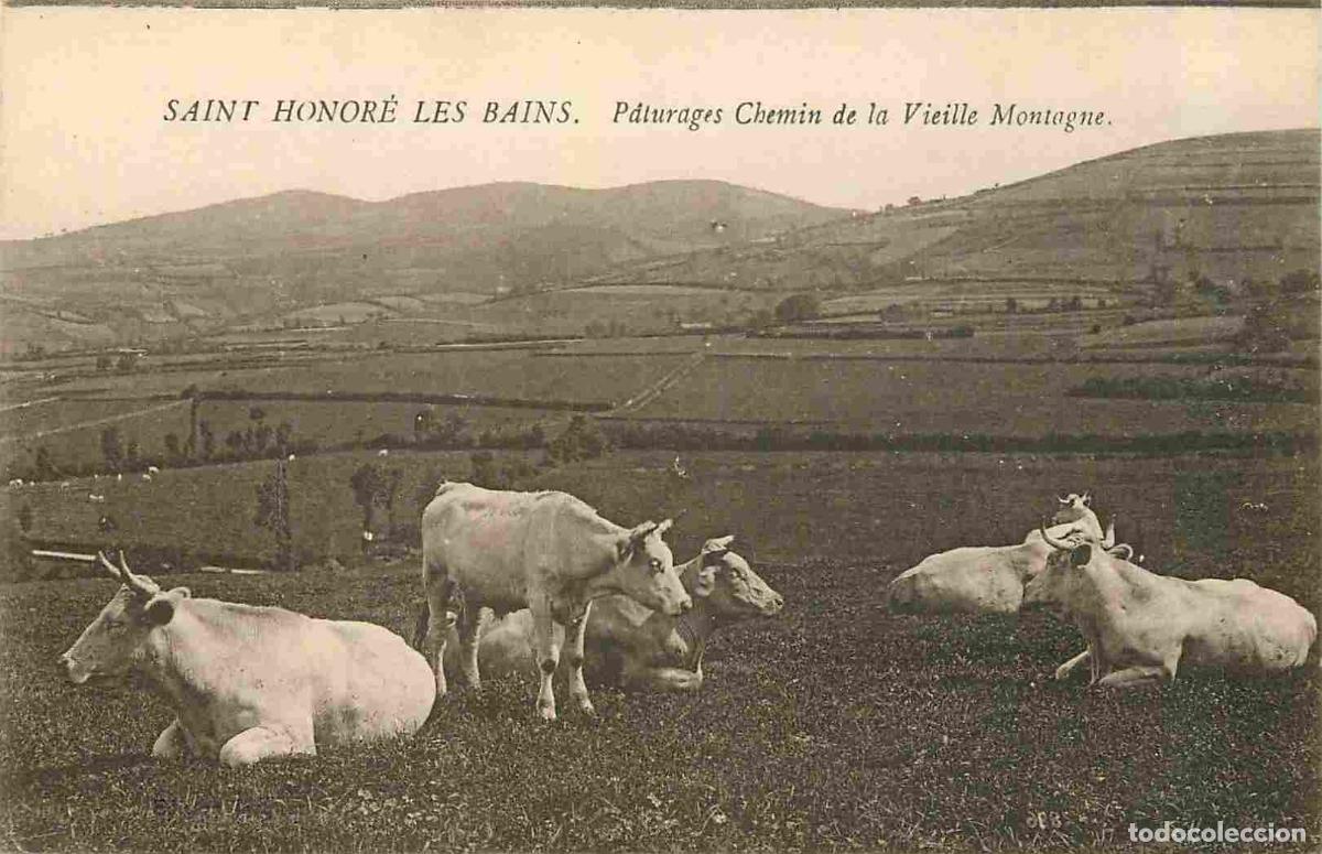 Postkarten: France - 58 - Saint Honor&eacute; les Bains - Paturages Chemin de la Vieille Montagne - Vaches - CPA - Voya