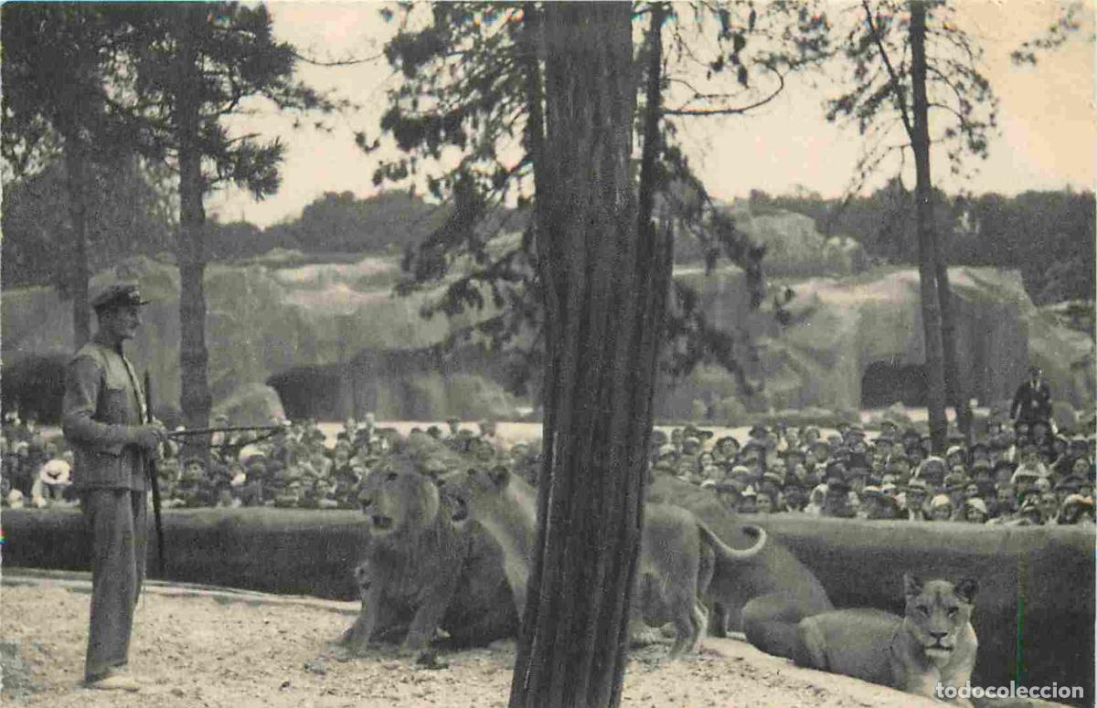 Cartoline: France - 75 - Paris - Parc Zoologique du Bois de Vincennes - Le travail des Lions sur leur plateau -