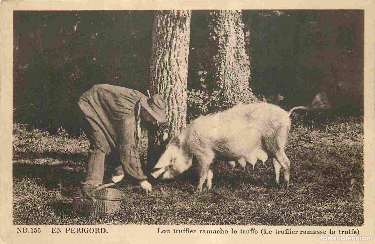 Postais: France - 24 - Dordogne - En P&eacute;rigord - Le Truffier ramasse la truffe - Anim&eacute;e - Cochons - CPA - Voir