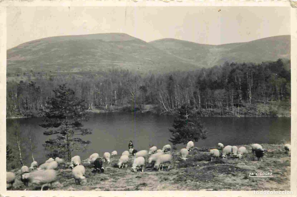Postais: France - 19 - Madranges - Etang de Ganelesande - Anim&eacute;e - Moutons - Mention Photographie v&eacute;ritable -