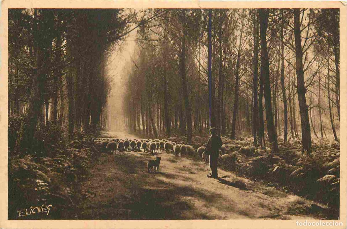 Postais: France - 40 - Landes - Paysages Landais - Clairi&egrave;re ensoleill&eacute; - Anim&eacute;e - Berger et ses moutons - CP