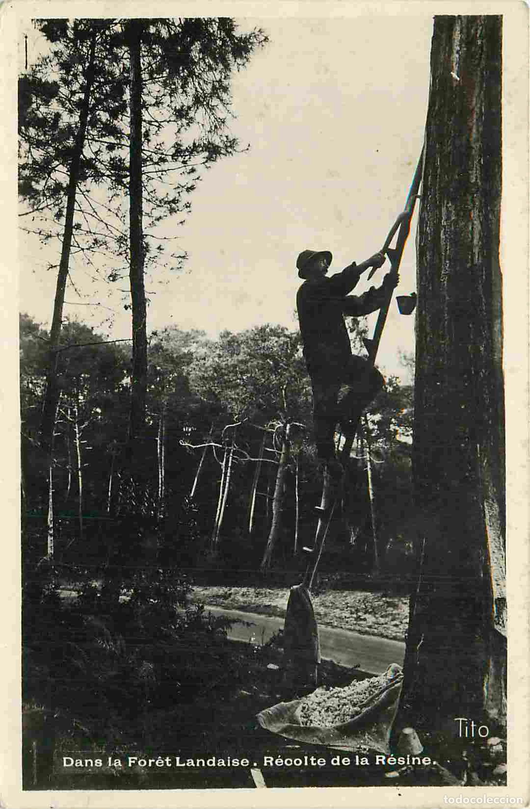 Postais: France - 40 - Landes - Dans la for&ecirc;t landaise - r&eacute;colte de la r&eacute;sine - Anim&eacute;e - CPSM format CPA - Vo