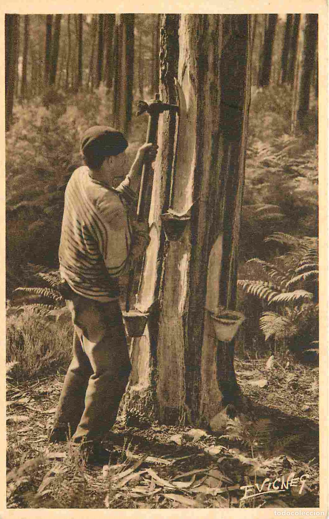 Postais: France - 40 - Landes - Paysages Landais - Un gemmeur qui fait l'entaille de coulera la r&eacute;sine - Ani