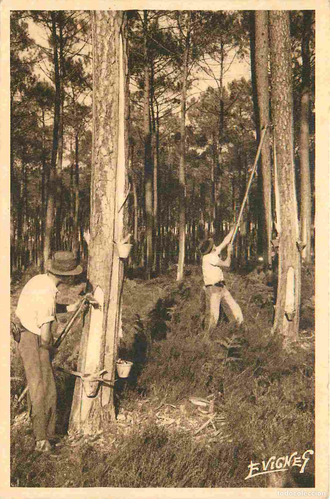 Postkarten: France - 40 - Landes - Paysages Landais - Septembre - derni&egrave;res entailles - le gemmeur - Anim&eacute;e - C