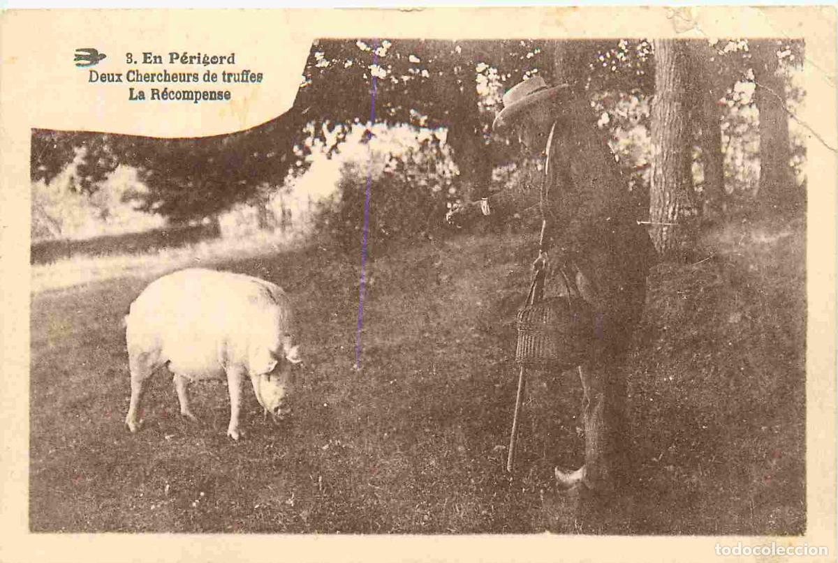Postkarten: France - 24 - Dordogne - En P&eacute;rigord - Deux chercheurs de truffes - la r&eacute;compense - Anim&eacute;e - Cochon