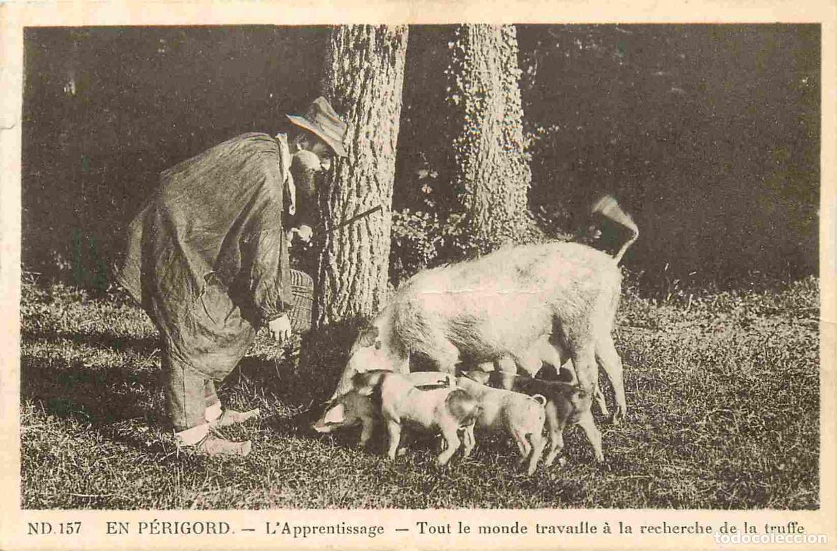 Postkarten: France - 24 - Dordogne - En P&eacute;rigord - L'apprentissage - tout le monde travaille &agrave; la recherche de l