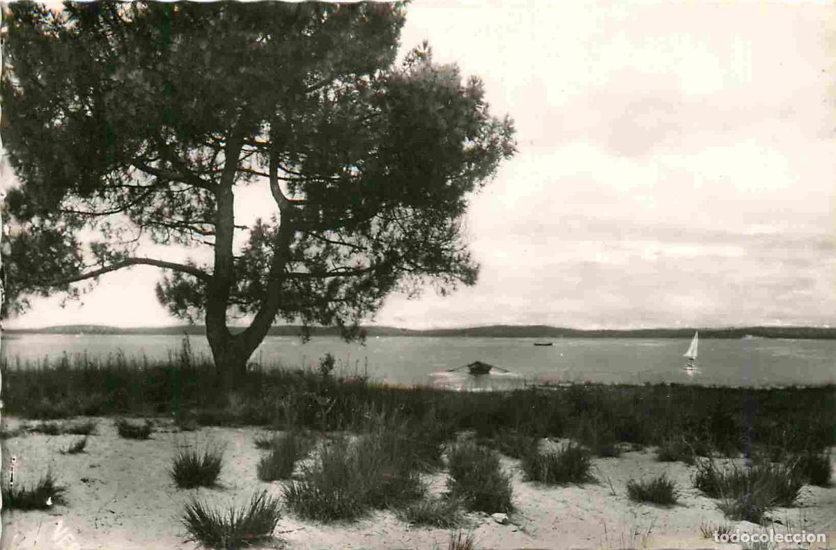 Postkarten: 33 - Lacanau - Le lac du moutchic le pin tordu - Carte Dentel&eacute;e - CPSM format CPA - Oblit&eacute;ration de