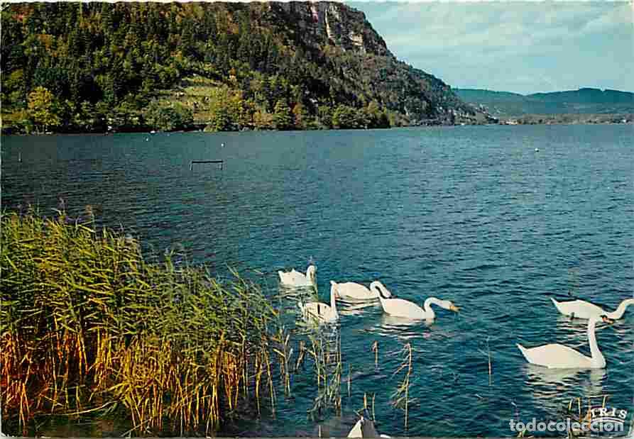 Postkarten: Francia - 01 - Nantua - Bords du Lac - Cygnes - Flamme Postale - CPM - Voir Scans Recto-Verso