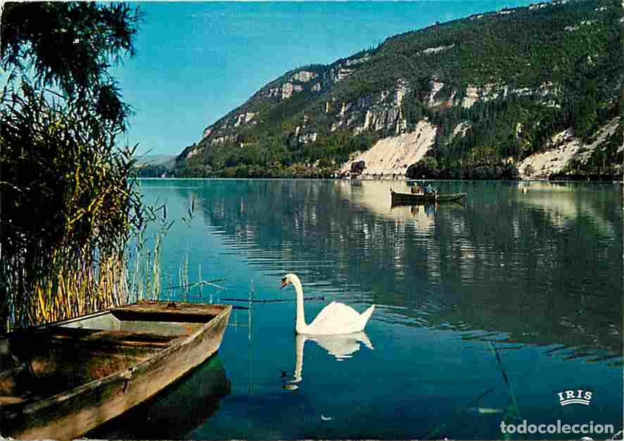 Postkarten: Francia - 01 - Nantua - Le Lac de Nantua - Cygnes - CPM - Voir Scans Recto-Verso
