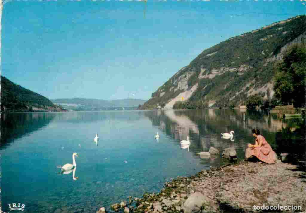Postkarten: Francia - 01 - Nantua - Le Lac de Nantua - Cygnes - CPM - Voir Scans Recto-Verso