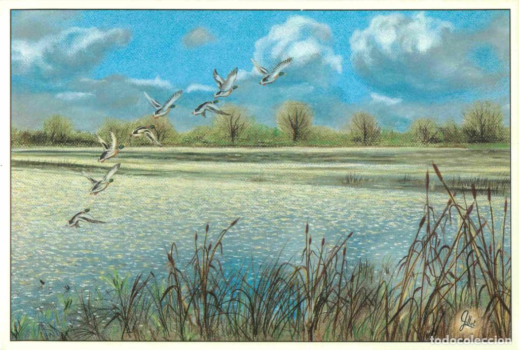 Postkarten: Francia - 01 - Ain - Les Dombes - &eacute;tangs - Oiseaux Canards Colverts - Art Dessin de Jean-Pierre Gill