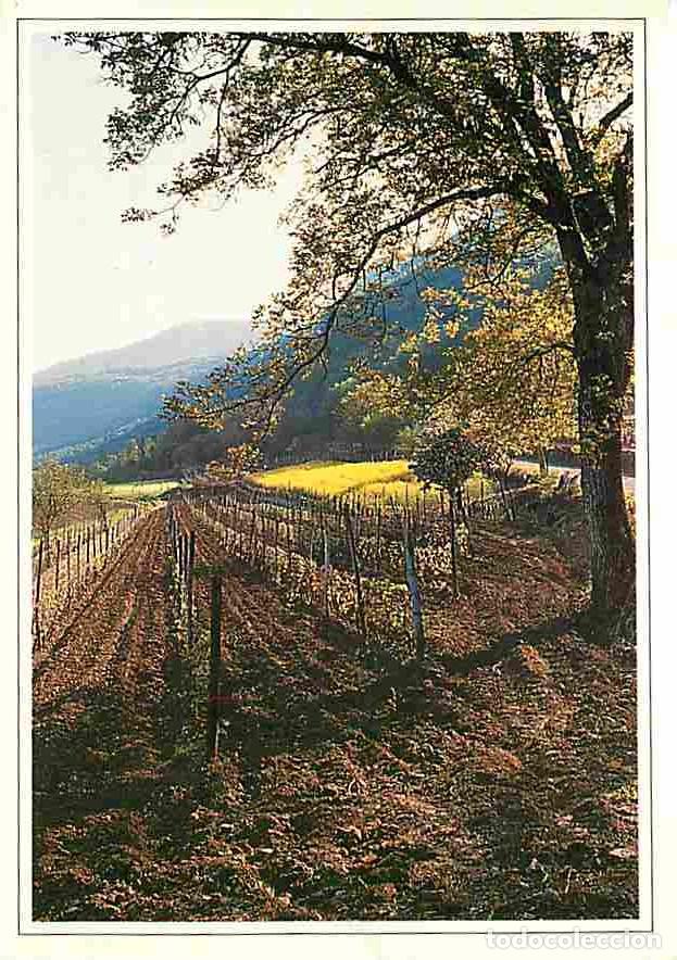 Postais: Francia - 01 - Ain - Paysage de vignes en Bugey - Carte Neuve - CPM - Voir Scans Recto-Verso