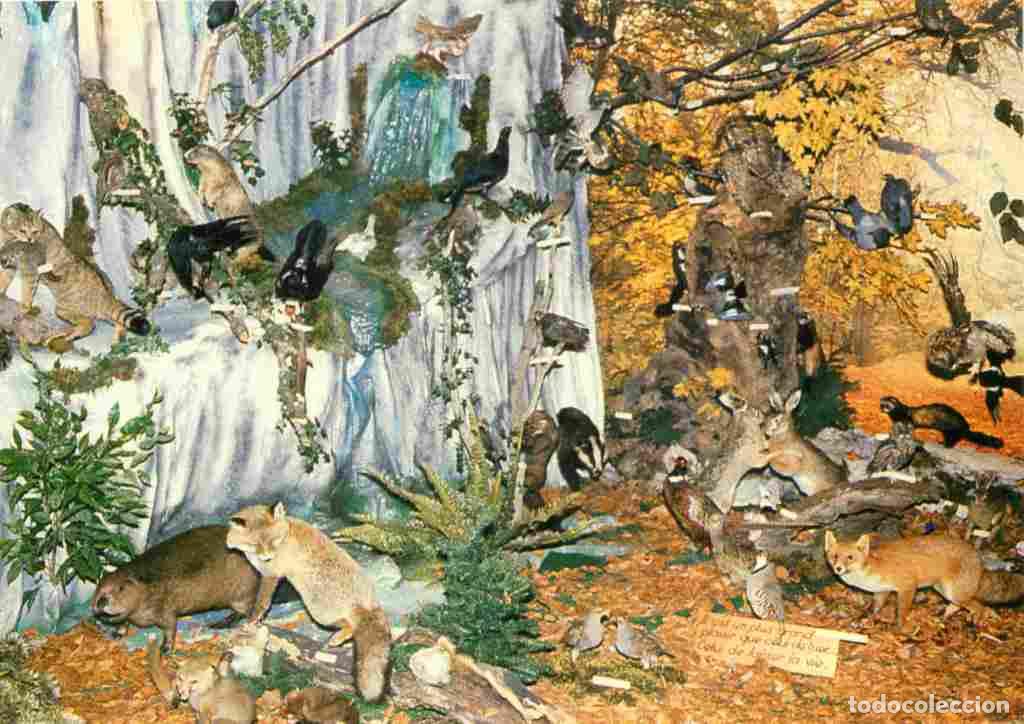 Postkarten: Francia - 01 - Les Plans d'Hotonnes - Le Haut Bugey Les Narcisses - Exposition Faune et Flore de nos