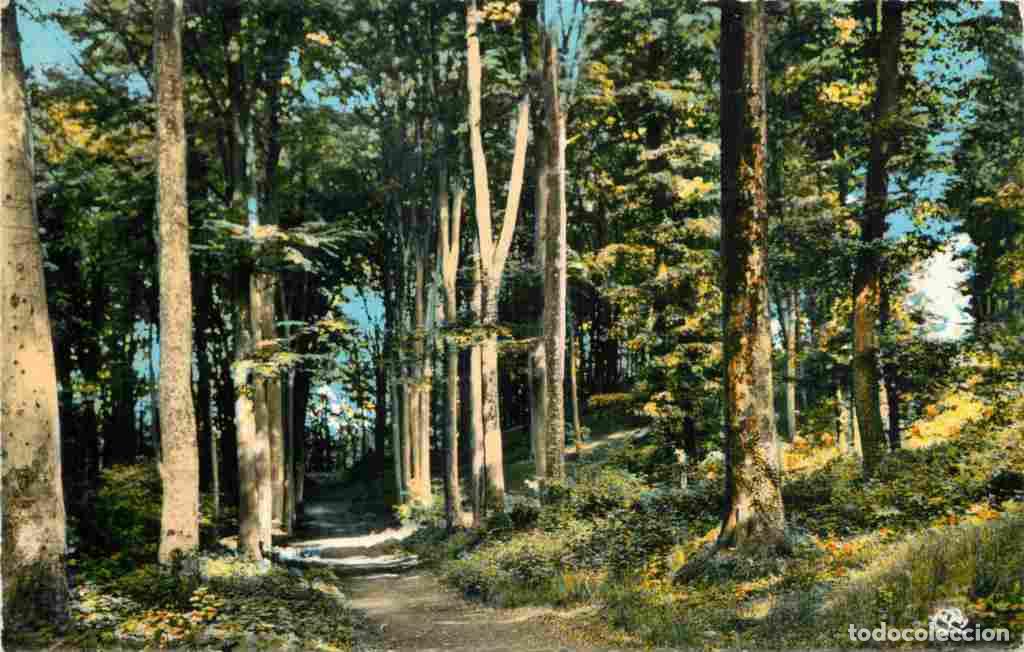 Cartoline: Francia - 02 - Villers Cotterets - Sous Bois en For&ecirc;t - Carte Dentel&eacute;e - CPSM format CPA - Voir Scan