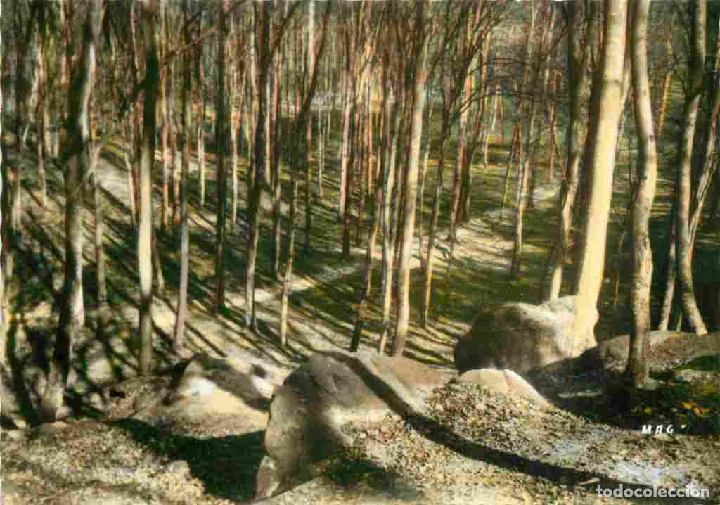 Cartes Postales: Francia - 02 - Villers Cotterets - Sous Bois en For&ecirc;t - Carte Dentel&eacute;e - CPSM grand format - Voir Sc