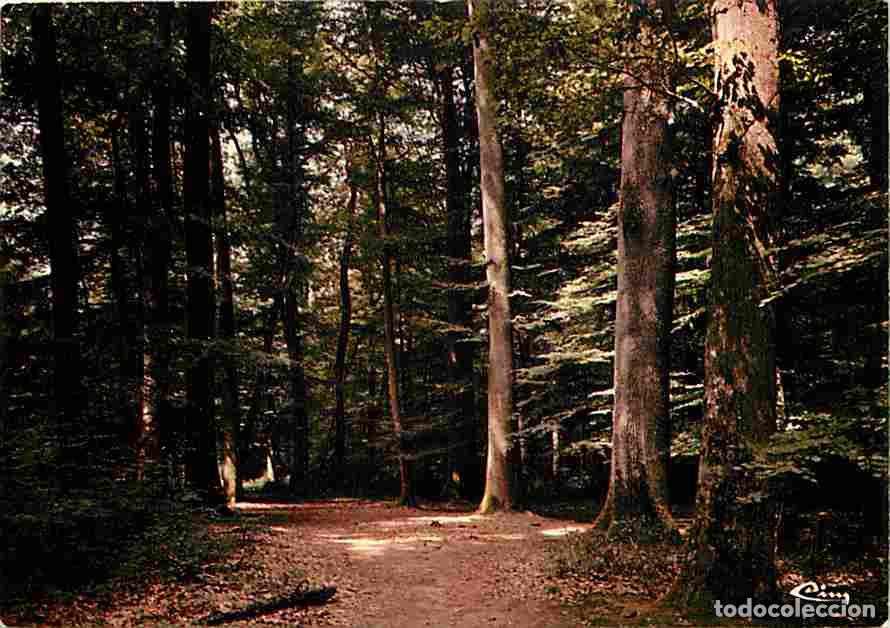 Cartes Postales: Francia - 03 - Foret de Tron&ccedil;ais - Futales de Colbert - CPM - Voir Scans Recto-Verso