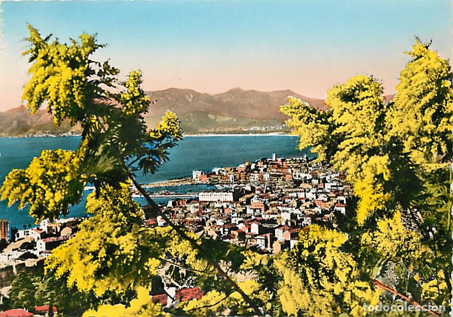 Postkarten: Francia - 06 - Cannes - Vue &agrave; travers les mimosas - CPM - Carte Neuve - Voir Scans Recto-Verso