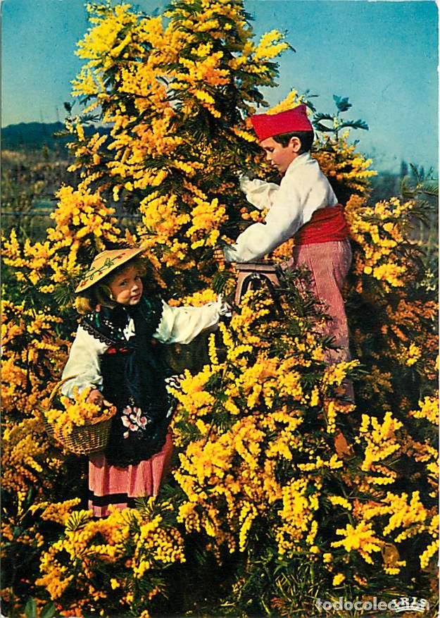 Postais: Francia - 06 - Alpes Maritimes - Mimosas - CPM - Carte Neuve - Voir Scans Recto-Verso