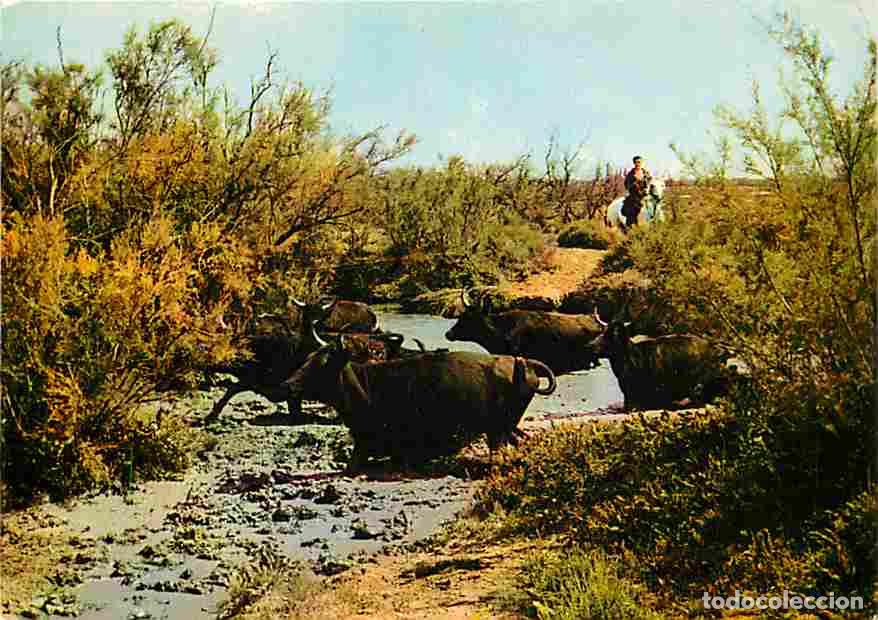 Cartes Postales: Francia - 13 - Camargue - Taureaux traversant un cours d'eau - Carte Neuve - CPM - Voir Scans Recto-