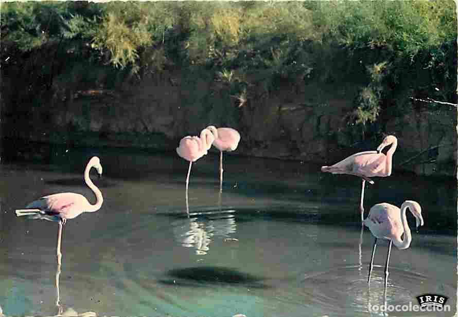 Cartes Postales: Francia - 13 - Camargue - Flamants Roses - CPM - Voir Scans Recto-Verso