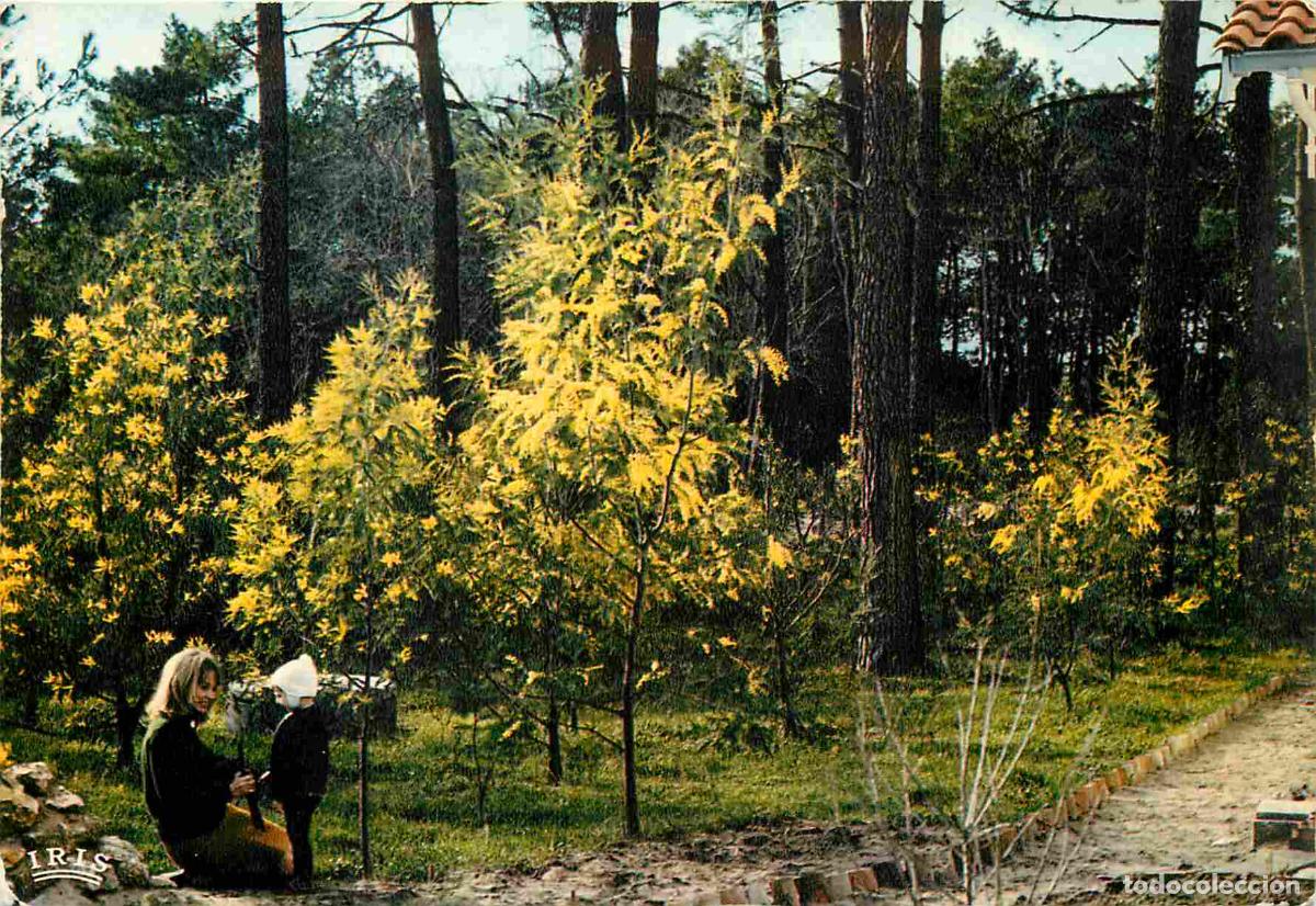 Postales: Francia - 17 - Ile d'Ol&eacute;ron - Les mimosas en fleurs - CPM - Voir Scans Recto-Verso