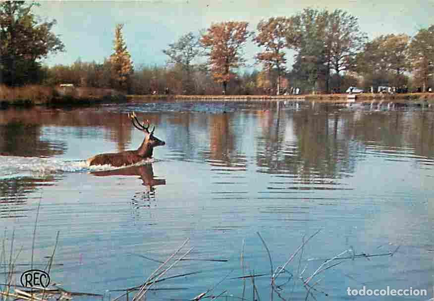Cartoline: Francia - 18 - Vierzon - Chasse &agrave; Courre - Cerf dans l'&eacute;tang aux environs de Vierzon - CPM - Voir Sc