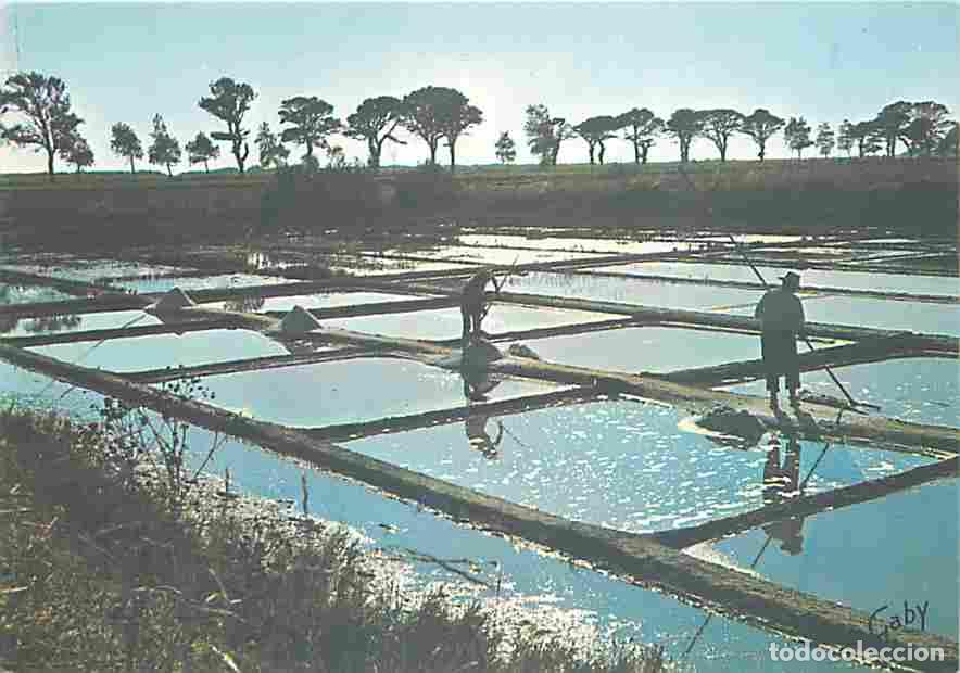 Cartoline: Francia - 17 - Ile de R&eacute; - Marais Salants - Contre-Jour - Carte Neuve - CPM - Voir Scans Recto-Verso
