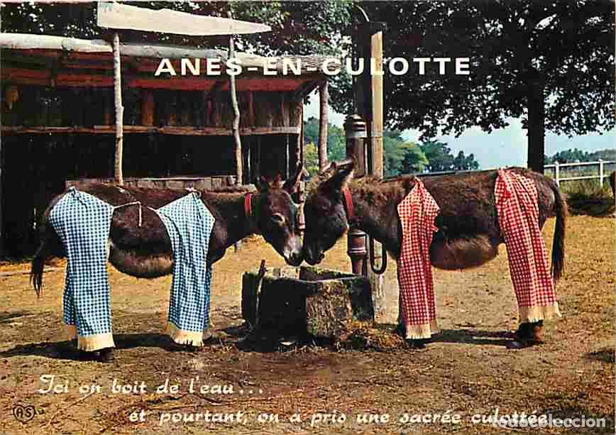 Cartoline: Francia - 17 - Ile de R&eacute; - Anes en culotte - Carte Neuve - CPM - Voir Scans Recto-Verso
