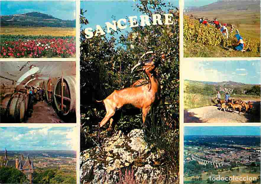 Cartes Postales: Francia - 18 - Sancerre - Multivues - Ch&egrave;vres - Vignobles - Vignes - Vendanges - Carte Neuve - CPM -