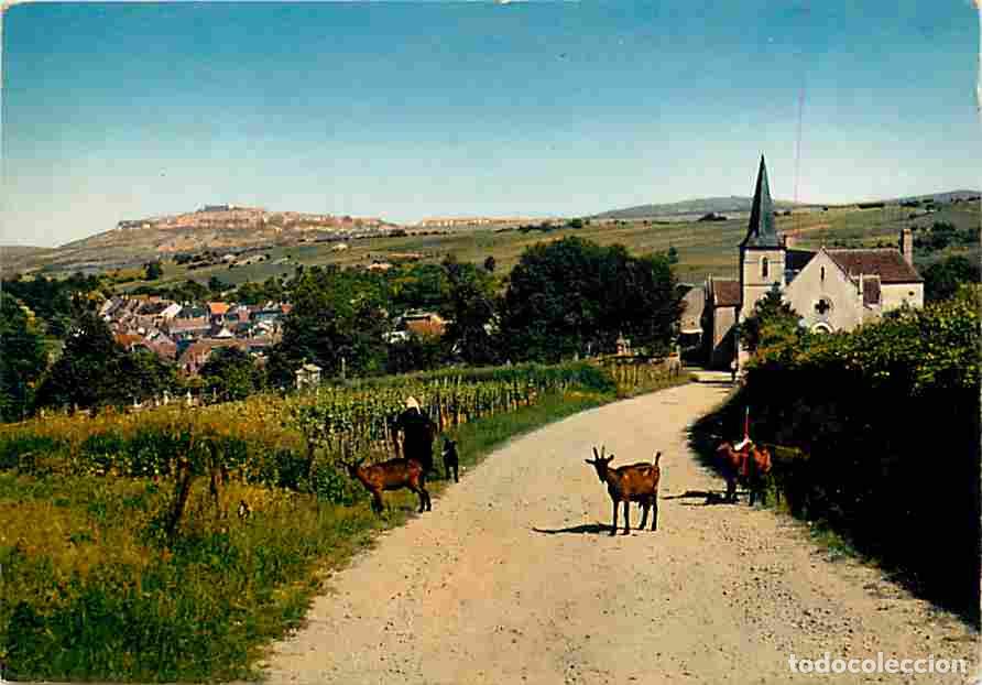 Cartes Postales: Francia - 18 - Chavignol en Sancerrois - Les Chieuvres - Ch&egrave;vres - Berger - Paysans - CPM - Voir Sca