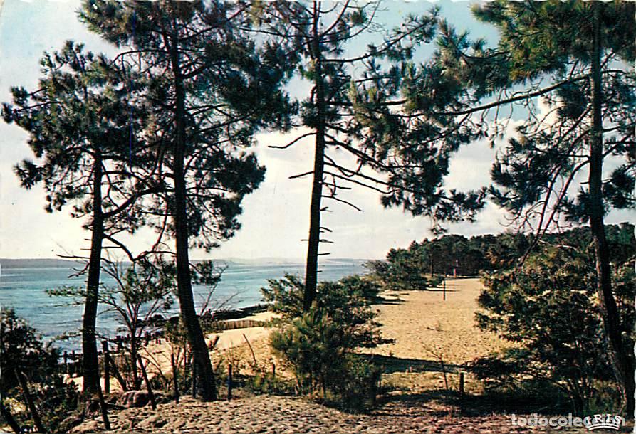 Postales: Francia - 33 - Dune du Pyla - La for&ecirc;t, au fond la dune du Pyla - Bassin d'Arcachon - CPM - Voir Sca