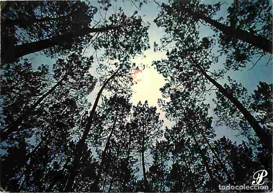 Cartes Postales: Francia - 32 - Gers - Prestige Gascogne - Foret - Flamme Postale de Auch - CPM - Voir Scans Recto-Ve