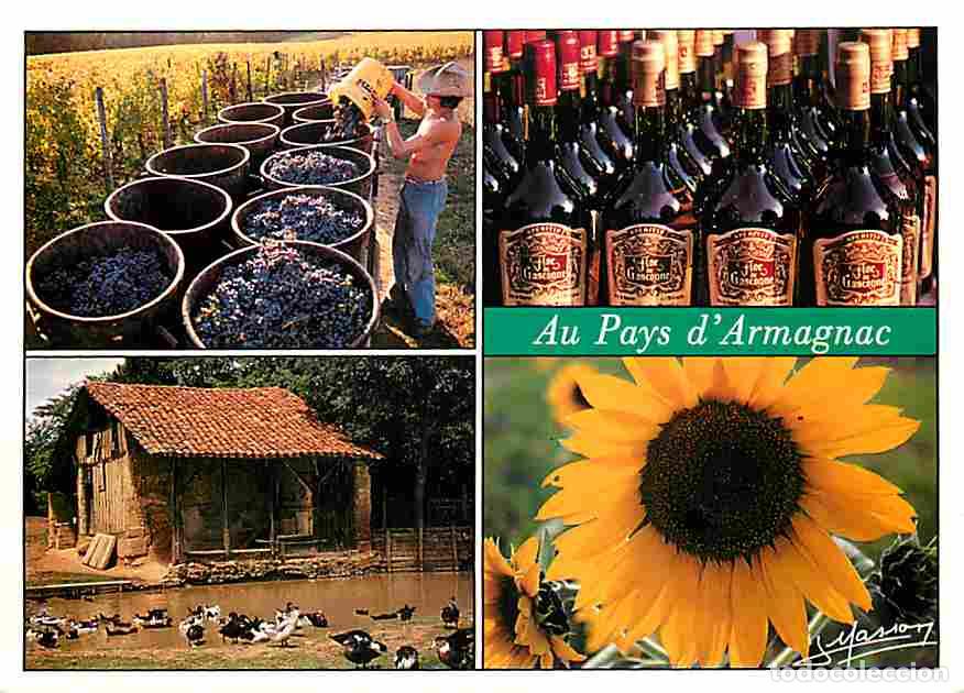 Cartes Postales: Francia - 32 - Gers - Armagnac - Au pays d'Armagnac - Multivues - Vendanges - Bouteilles - Canards -