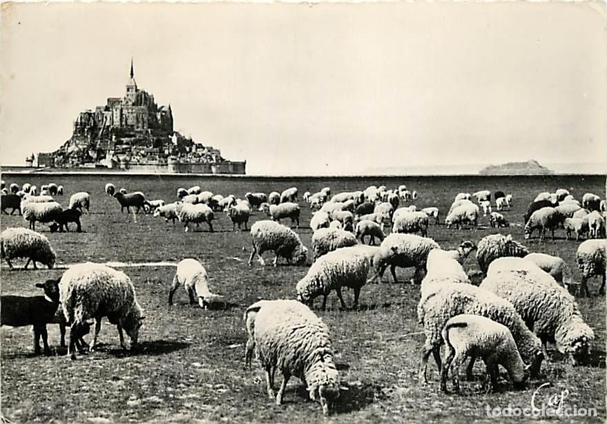 Postais: Francia - 50 - Le Mont Saint Michel - Moutons dans les Pr&eacute;s-Sal&eacute;s - CPSM grand format - Voir Timbre