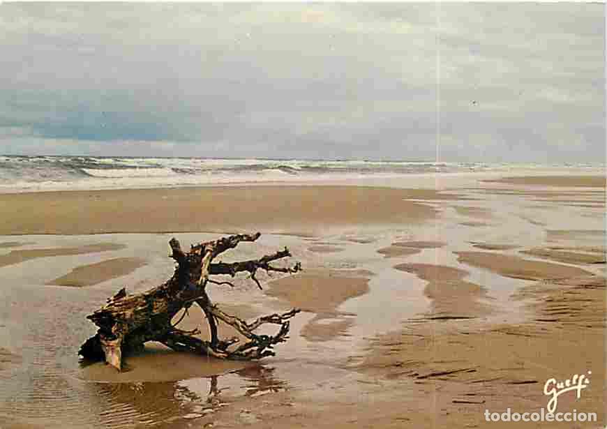 Postais: Francia - 40 - Landes - Mar&eacute;e Basse - CPM - Voir Scans Recto-Verso