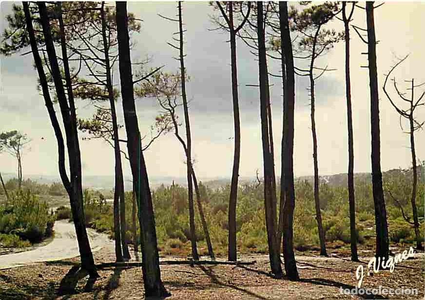 Postais: Francia - 40 - Landes - Foret Landaise - Contre-jour sur le littoral Atlantique - CPM - Voir Scans R