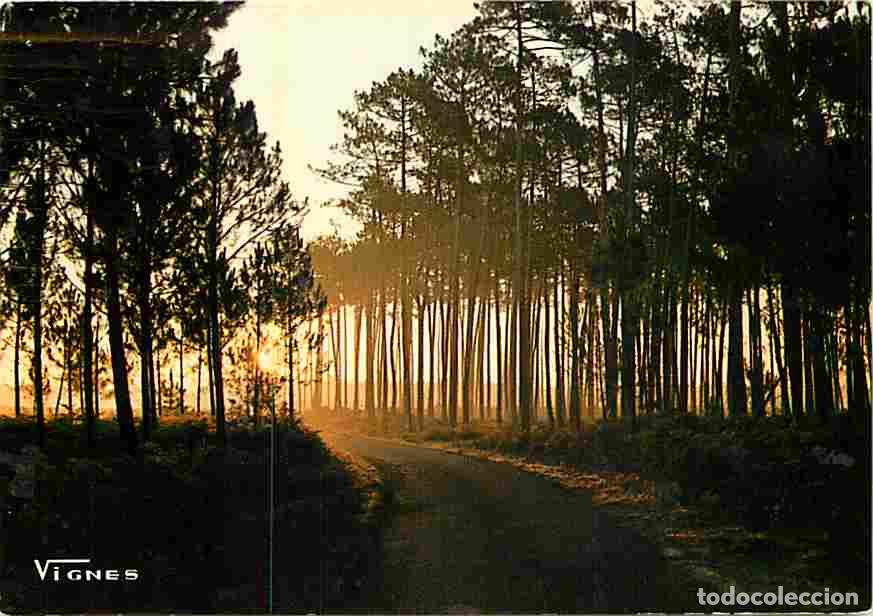 Postais: Francia - 40 - Landes - Au petit jour au coeur de la Foret Landaise - CPM - Voir Scans Recto-Verso