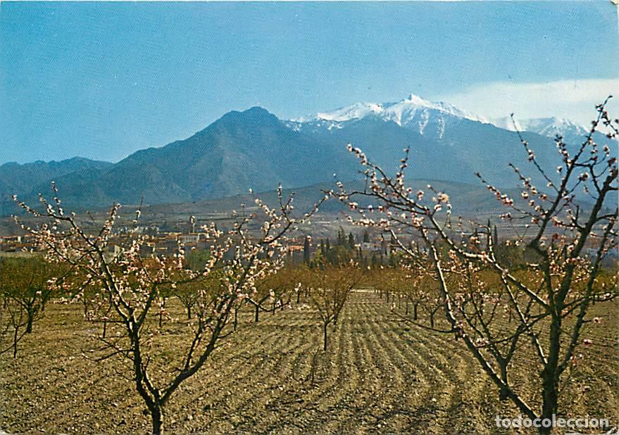 Cartoline: Francia - 66 - Pyr&eacute;n&eacute;es Orientales - Le Massif du Canigou - Printemps en Roussillon - Au fond le Can