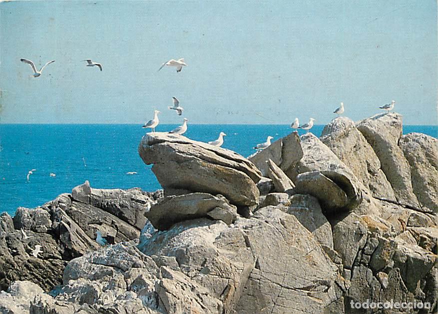 Postales: Francia - 85 - Ile d'Yeu - La C&ocirc;te Sauvage - Vol de mouettes - Flamme Postale de Les Sables d'Olonne