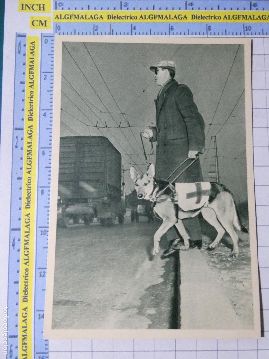 Postales: ANTIGUA POSTAL DE ITALIA. SCUOLA ITALIANA CANI GUIDA FLORENCIA. PERROS LAZARILLOS INVIDENTES. 2905