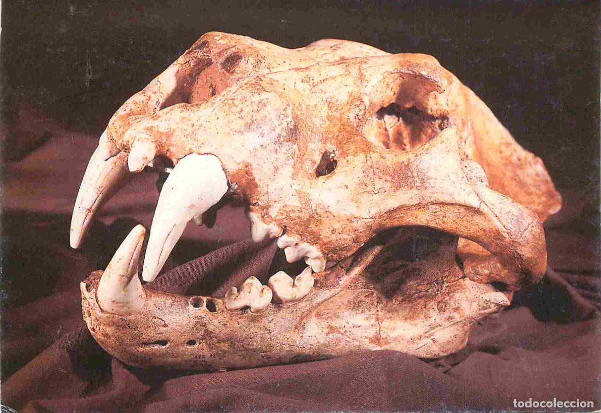 Postales: Francia - 71 - Az&eacute; - Grottes Pr&eacute;historiqued'Az&eacute; - Caverne aux 1000 ours - Cr&acirc;ne de Grand Lion des Ca