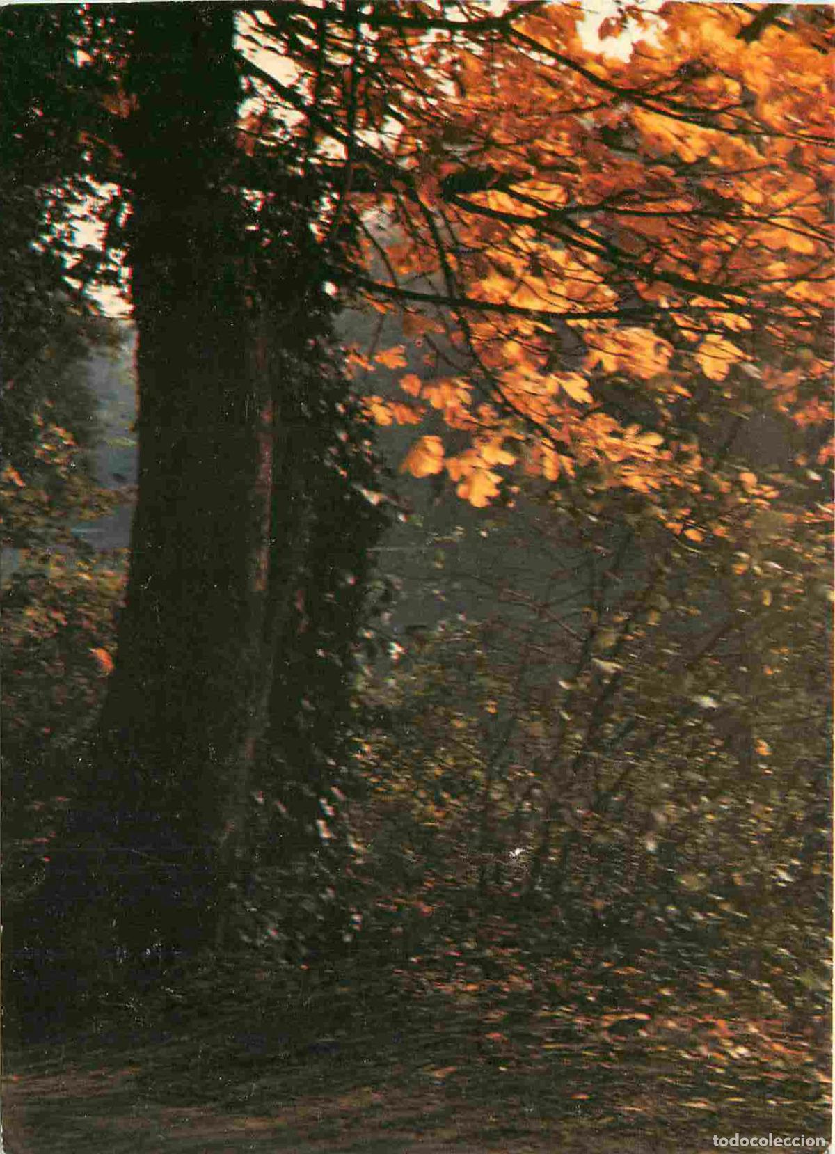 Postkarten: Francia - 45 - Loiret - Bords du Loiret en automne - For&ecirc;t - CPM - Voir Scans Recto-Verso