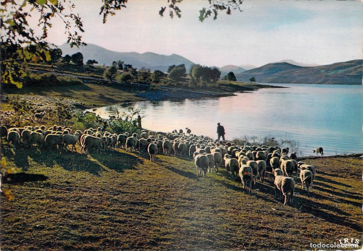 Postcards: Postal Lago Serre-Pon&ccedil;on Francia, Reba&ntilde;o de Ovejas y Pastor, Trashumancia