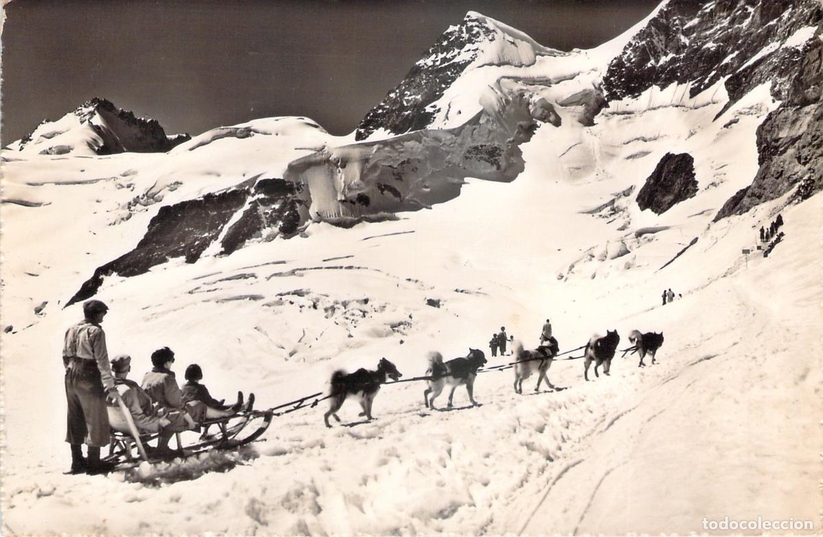 Cartoline: Postal Jungfraujoch Suiza Trineo de Perros Polares en Glaciar Alpes Berneses