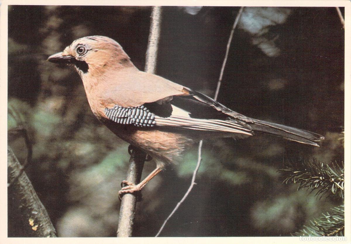 Postais: Postal Arrendajo Eurasi&aacute;tico (Vlaamse Gaai) Fotograf&iacute;a de Naturaleza