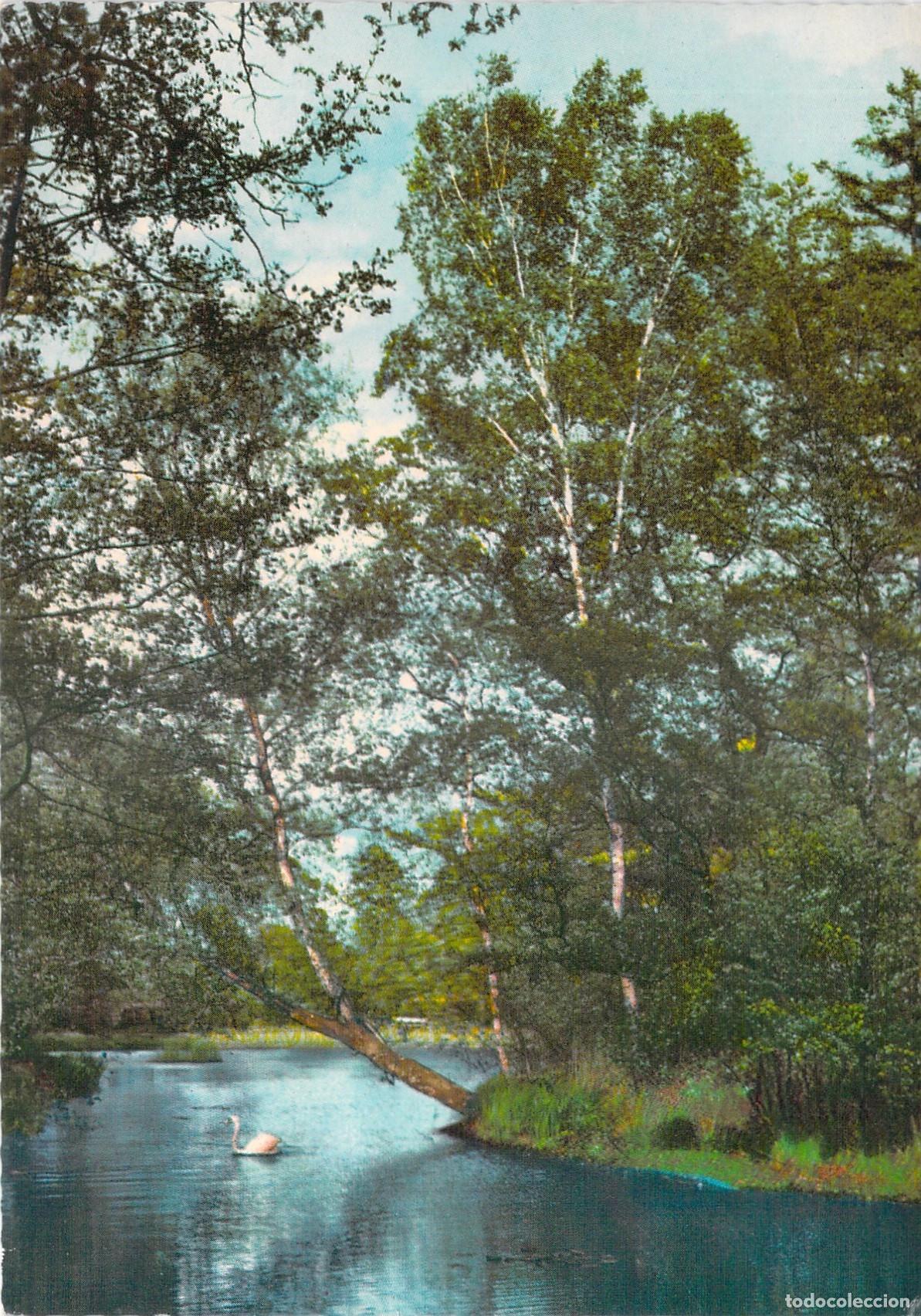 Postkarten: Postal Foecke Glanz, Escena de R&iacute;o y Cisne, &Aacute;rboles y Naturaleza